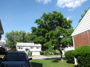 IMG_0034 Tree and sky